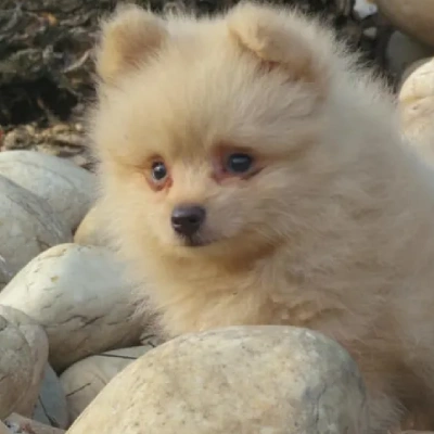 Toy Pom Price in Mumbai | Toy Pom Puppies for sale in Mumbai