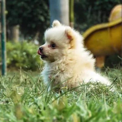 Toy Pom Price in Delhi | Toy Pom Puppies for sale in Delhi