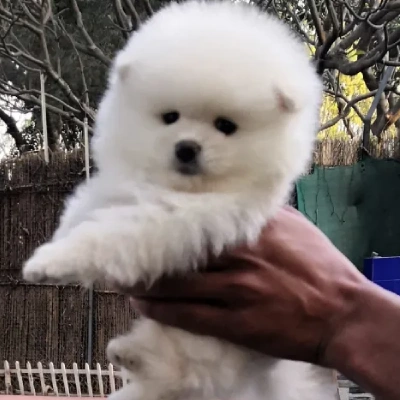 Toy Pom Price in Bangalore | Toy Pom Puppies for sale in Bangalore