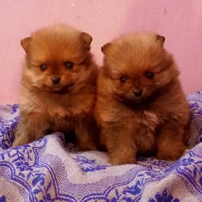 Toy Pom Price in Surat | Toy Pom Puppies for sale in Surat