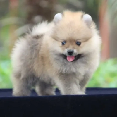 Toy Pom Price in Surat | Toy Pom Puppies for sale in Surat