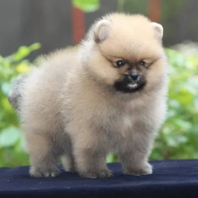 Toy Pom Price in Bangalore | Toy Pom Puppies for sale in Bangalore