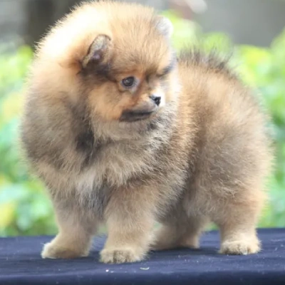 Toy Pom Price in Delhi | Toy Pom Puppies for sale in Delhi