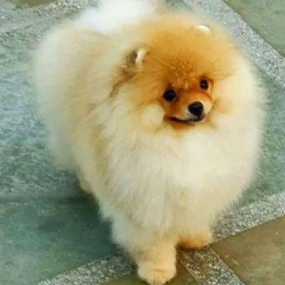 Toy Pom Price in Bangalore | Toy Pom Puppies for sale in Bangalore