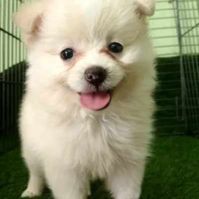 Toy Pom Price in Bangalore | Toy Pom Puppies for sale in Bangalore