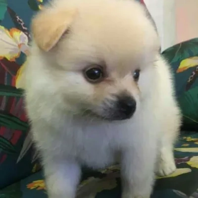 Toy Pom Price in Surat | Toy Pom Puppies for sale in Surat