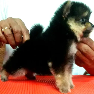 Toy Pom Price in Bangalore | Toy Pom Puppies for sale in Bangalore