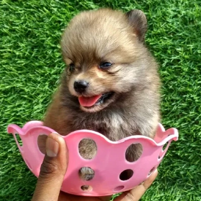 Toy Pom Price in Bangalore | Toy Pom Puppies for sale in Bangalore