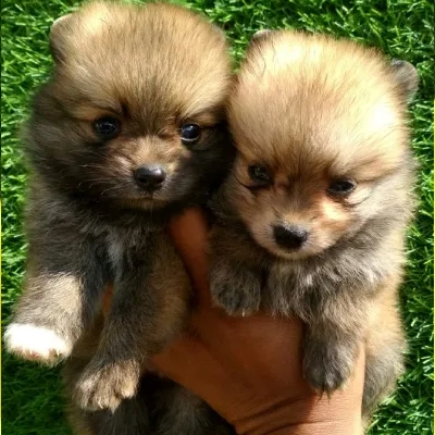 Toy Pom Price in Bangalore | Toy Pom Puppies for sale in Bangalore