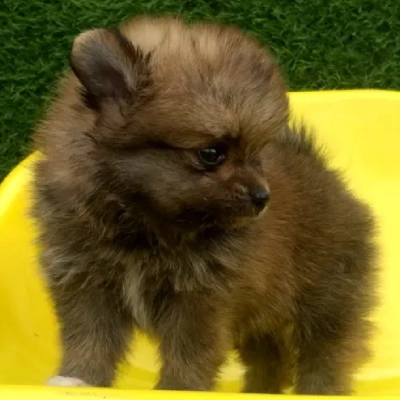 Toy Pom Price in Bangalore | Toy Pom Puppies for sale in Bangalore