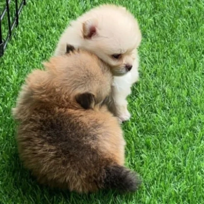 Toy Pom Price in Bangalore | Toy Pom Puppies for sale in Bangalore