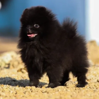 Toy Pom Price in Mumbai | Toy Pom Puppies for sale in Mumbai