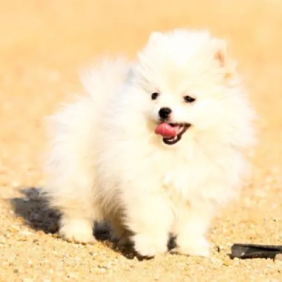 Toy Pom Price in Noida | Toy Pom Puppies for sale in Noida