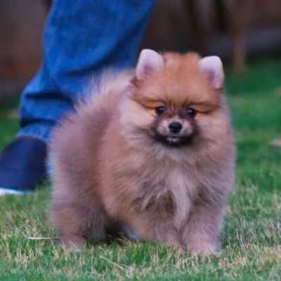 Toy Pom Price in Surat | Toy Pom Puppies for sale in Surat