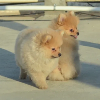 Toy Pom Price in Surat | Toy Pom Puppies for sale in Surat