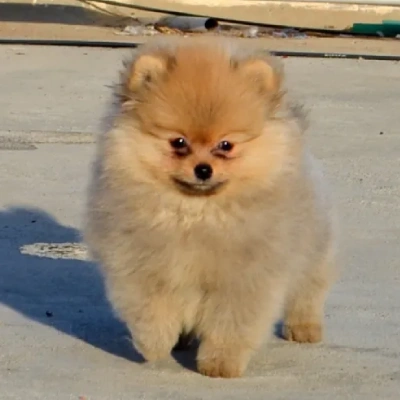 Toy Pom Price in Noida | Toy Pom Puppies for sale in Noida