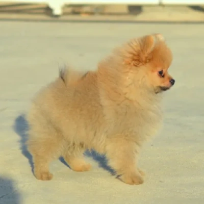 Toy Pom Price in Delhi | Toy Pom Puppies for sale in Delhi