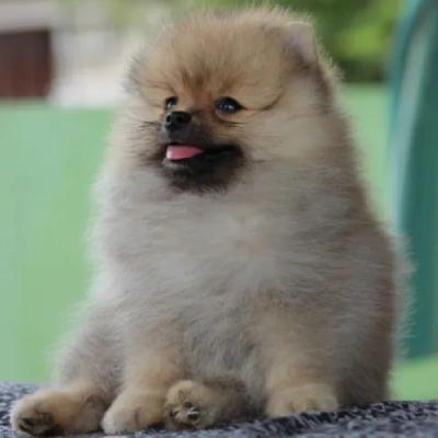 Toy Pom Price in Noida | Toy Pom Puppies for sale in Noida