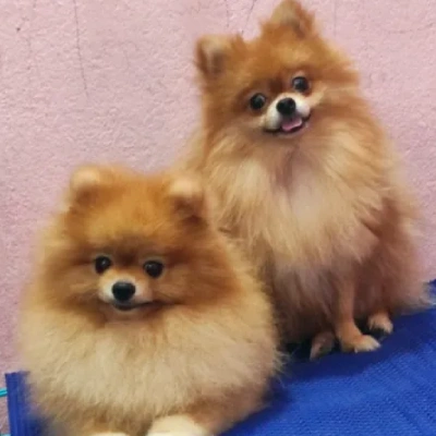 Toy Pom Price in Surat | Toy Pom Puppies for sale in Surat