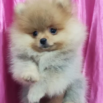 Toy Pom Price in Bangalore | Toy Pom Puppies for sale in Bangalore