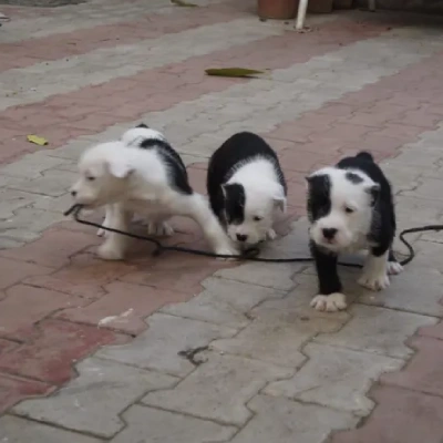 Water Sheep Price in Surat | Water Sheep Puppies for sale in Surat