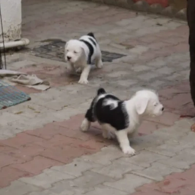 Water Sheep Price in Surat | Water Sheep Puppies for sale in Surat