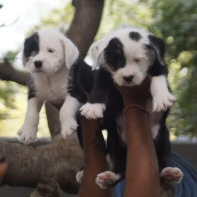 Water Sheep Price in Surat | Water Sheep Puppies for sale in Surat