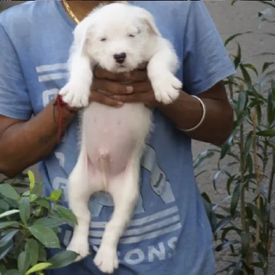 Water Sheep Price in Surat | Water Sheep Puppies for sale in Surat