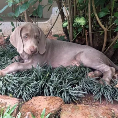 Weimaraner Price in Surat | Weimaraner Puppies for sale in Surat