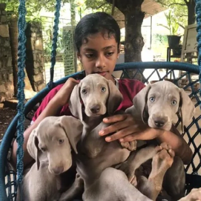 Weimaraner Price in Surat | Weimaraner Puppies for sale in Surat