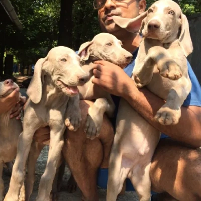 Weimaraner Price in Surat | Weimaraner Puppies for sale in Surat