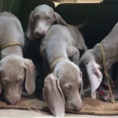 Weimaraner Price in Surat | Weimaraner Puppies for sale in Surat