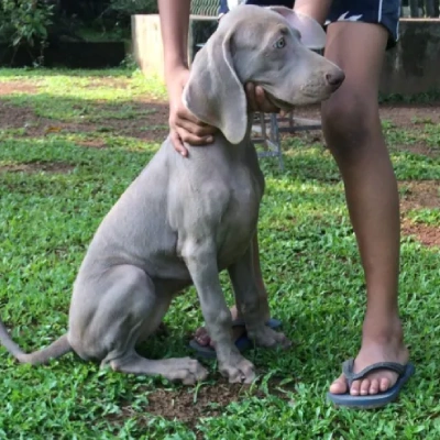 Weimaraner Price in Surat | Weimaraner Puppies for sale in Surat