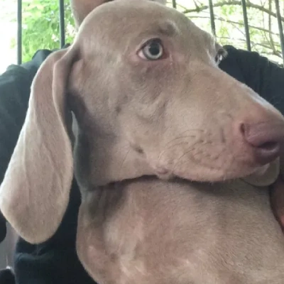 Weimaraner Price in Surat | Weimaraner Puppies for sale in Surat