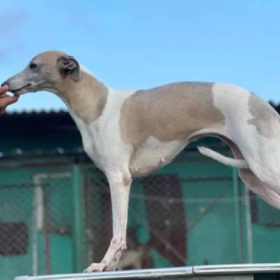 Whippet Price in Surat | Whippet Puppies for sale in Surat