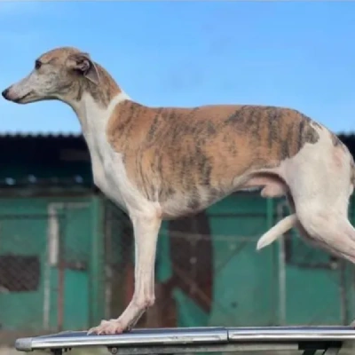 Whippet Price in Surat | Whippet Puppies for sale in Surat