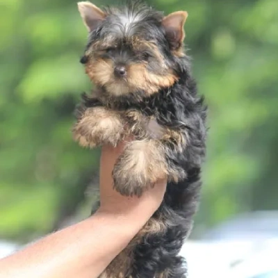 Yorkshire Terrier Price in Surat | Yorkshire Terrier Puppies for sale in Surat