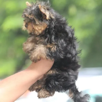 Yorkshire Terrier Price in Surat | Yorkshire Terrier Puppies for sale in Surat