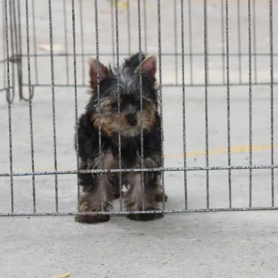 Yorkshire Terrier Price in Nashik | Yorkshire Terrier Puppies for sale in Nashik