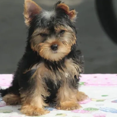 Yorkshire Terrier Price in Nashik | Yorkshire Terrier Puppies for sale in Nashik