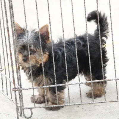 Yorkshire Terrier Price in Surat | Yorkshire Terrier Puppies for sale in Surat