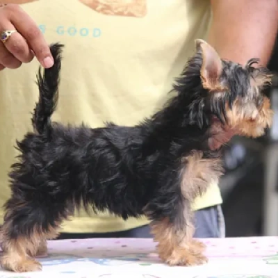 Yorkshire Terrier Price in Nashik | Yorkshire Terrier Puppies for sale in Nashik