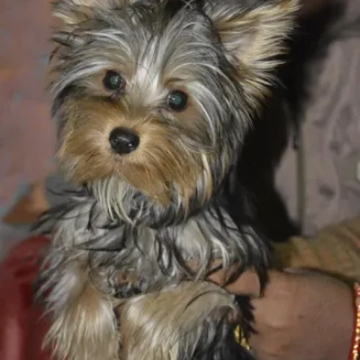 Yorkshire Terrier Price in Nashik | Yorkshire Terrier Puppies for sale in Nashik