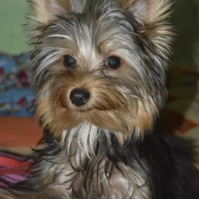 Yorkshire Terrier Price in Nashik | Yorkshire Terrier Puppies for sale in Nashik