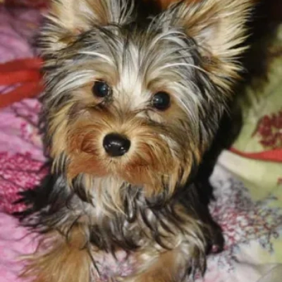 Yorkshire Terrier Price in Surat | Yorkshire Terrier Puppies for sale in Surat