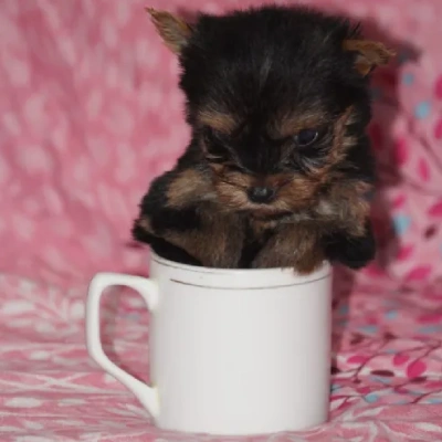 Yorkshire Terrier Price in Visakhapatnam | Yorkshire Terrier Puppies for sale in Visakhapatnam