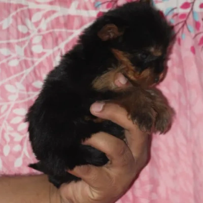 Yorkshire Terrier Price in Surat | Yorkshire Terrier Puppies for sale in Surat