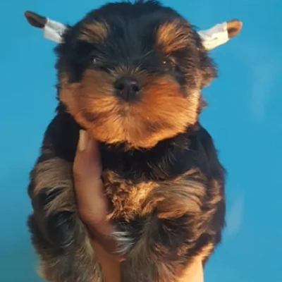 Yorkshire Terrier Price in Nashik | Yorkshire Terrier Puppies for sale in Nashik