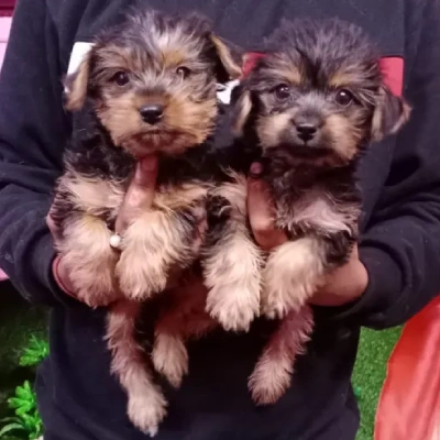 Yorkshire Terrier Price in Nashik | Yorkshire Terrier Puppies for sale in Nashik