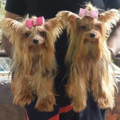 Yorkshire Terrier Price in Nashik | Yorkshire Terrier Puppies for sale in Nashik